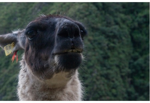 Camino Inca Inca Month Four Back Catalogue